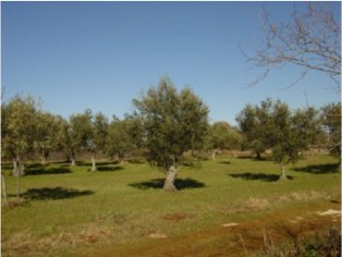 Building land of 15,000 m2 with a detached house